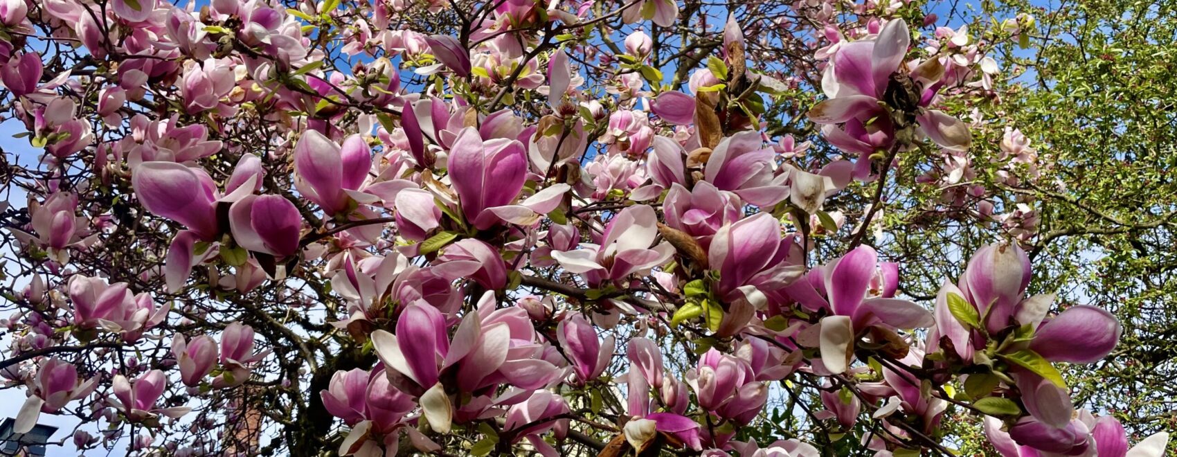 Cherry blossoms
