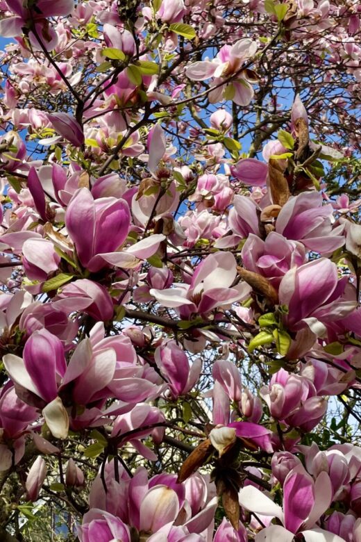 Cherry blossoms