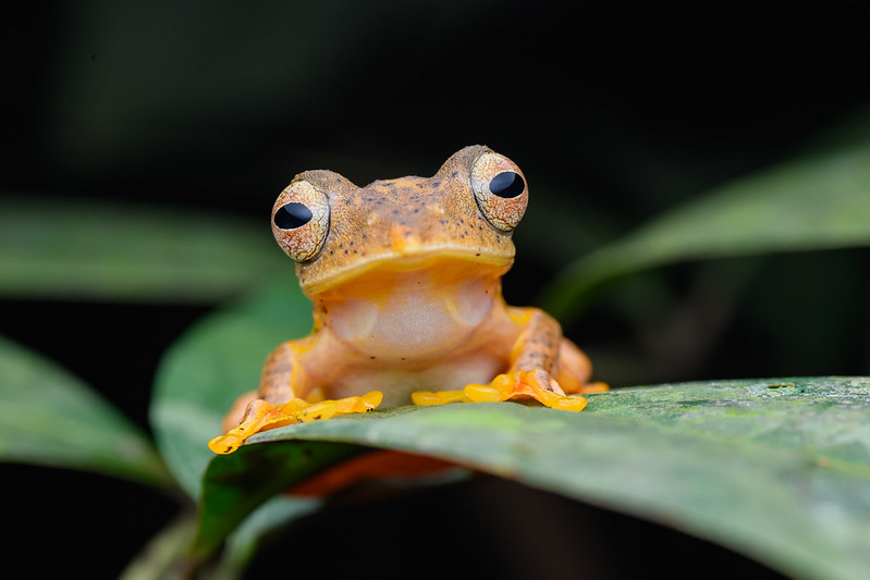 A frog with bulging eyes