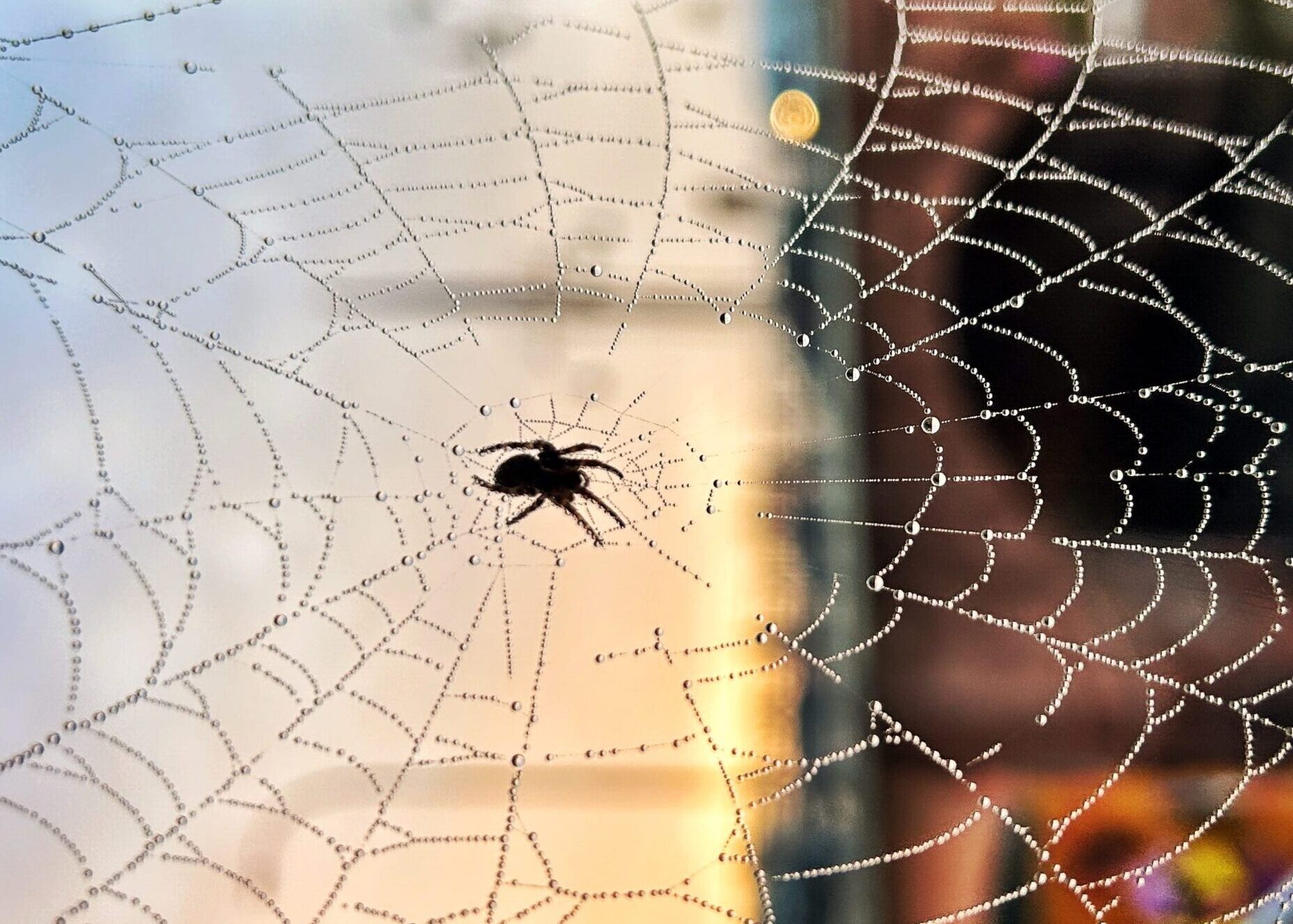 A spider making a web
